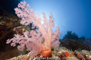 dendronephthya taken on the outside of woodhouse Tiran. by Stephan Kerkhofs 